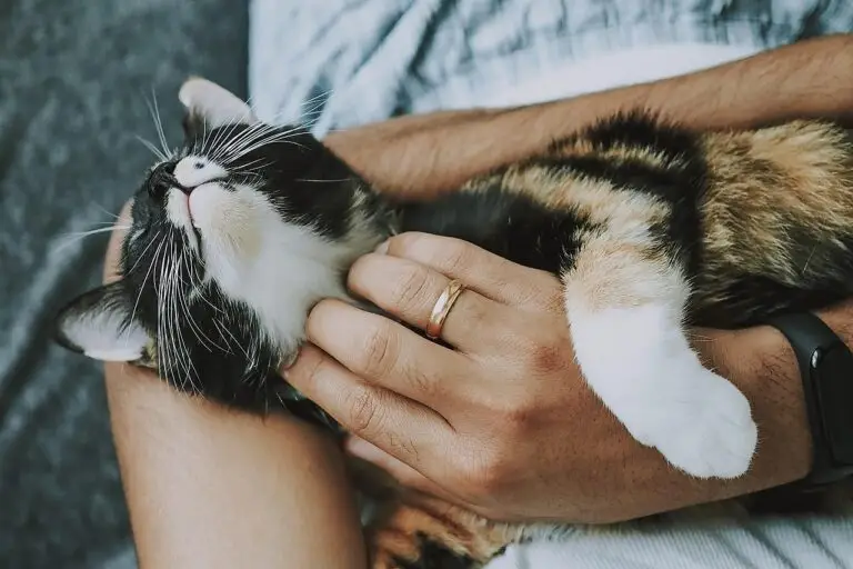 cat, pet, nature, care, pet care, kitten, animal, domestic cat, feline, mammal, cute, furry, playful, fur, kitty, adorable, rescue cat, animal care, closeup